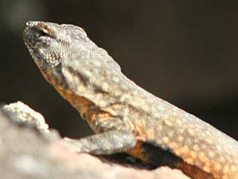 Common side-blotched lizard near Vantage, WA