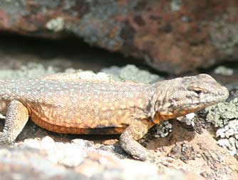 Picture of a common side blotched lizard or Uta stansburiana