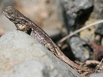 Western fence lizard picture