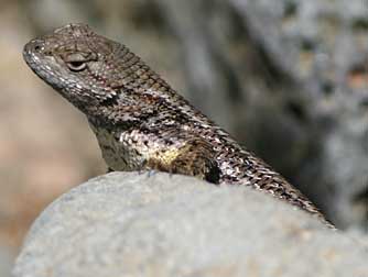 Picture of a Western fence lizard