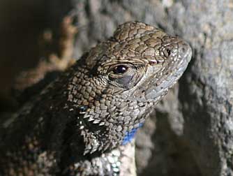 Picture of Western fence lizard or Sceloporus occidentalis with blue patch