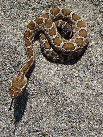 Baby rattlesnake picture