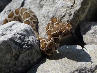 Western rattlesnake eyes