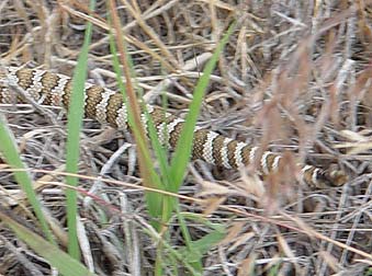 Baby rattlesnake tail, with button rattle