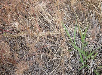 Baby rattlesnake picture