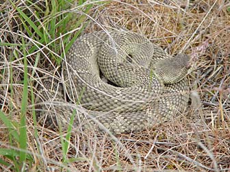 Coiled rattlesnake soaking up the sun- Crotalus viridis viridis