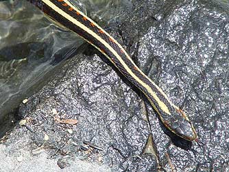 Common garter snake picture