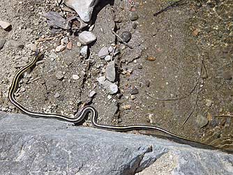 Picture of a valley garter snake at lake shore