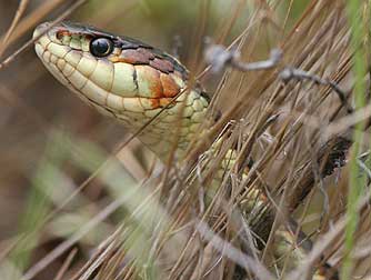 Valley garter or gardener snake