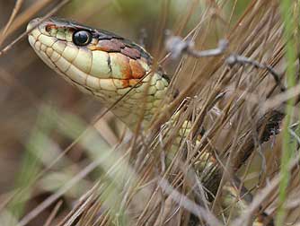 Common Garter Snake