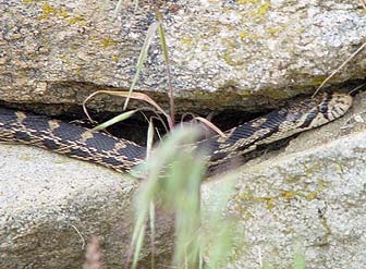 Picture of a gopher snake in rocks