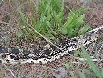 Gopher snake pictures