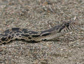 Bull snake or gopher snake