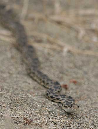 Gopher snake picture