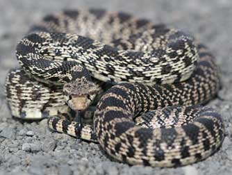 Eastern Washington snake pictures and information