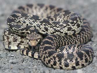 Gopher snake coiled