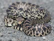 Picture of a harmless gopher snake