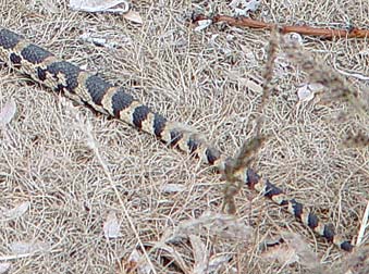 Gopher snake tail