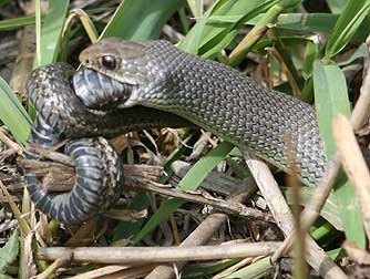 snake eaten