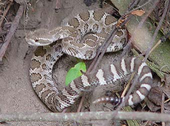 Picture of a Rattlesnake backing away