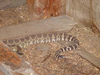 Old Rattlesnake
