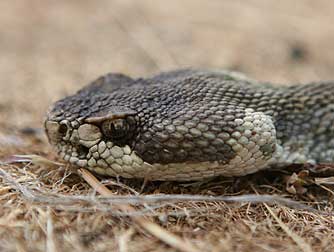 photo of rattlesnake bite in dog