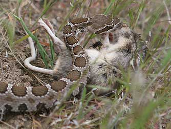 Rattlesnake eating a great basin pocket mouse