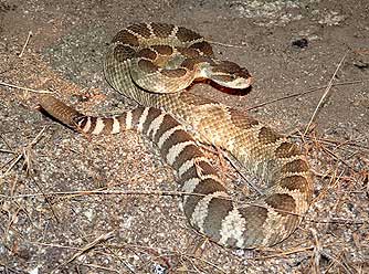 Rattlesnake picture