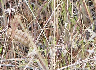 Rattlesnake rattler