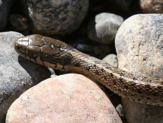 Picture of a Western terrestrial garter snake, also called wandering garter snake or Thamnophis elegans vagrans