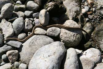 Thamnophis elegans vagrans photo