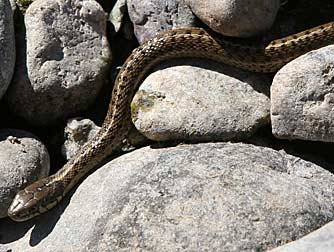 Picture of Western terrestrial garter snake or Thamnophis elegans vagrans