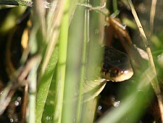 Valley garter snake hunting Pacific treefrogs