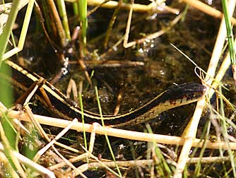 Valley garter snake hunting Pacific treefrogs