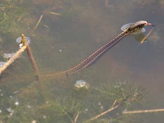 Picture of a western terrestrial garter snake hunting for Columbia spotted frogs