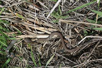 Picture of a yellow bellied racer snake