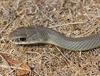 Yellow bellied racer snake pictures