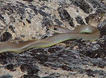 Picture of a yellow-bellied racer snake or Coluber constrictor mormon