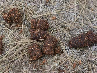 Black bear scat