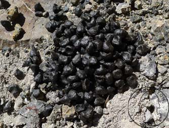 California bighorn sheep scat