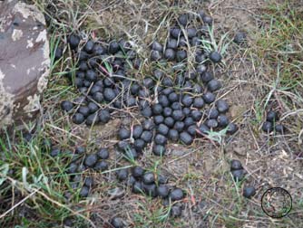 Elk pellets