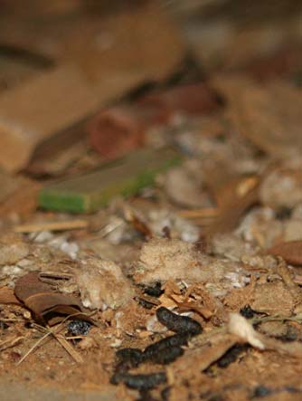 Packrat (bushy-tailed woodrat) scat