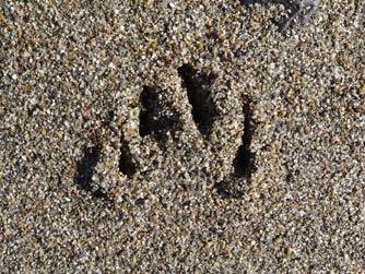 Picture of a badger print