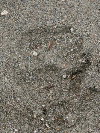 Bobcat print in sand