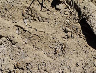 California bighorn sheep hoof print in dirt