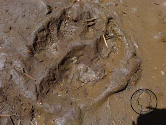 Cougar print in mud