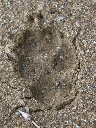 Coyote track