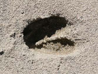 Deer print in sand