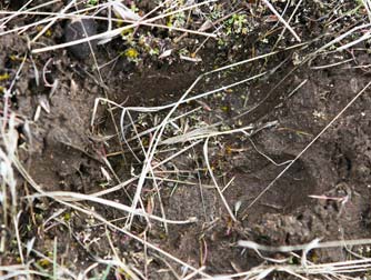 Elk print in mud