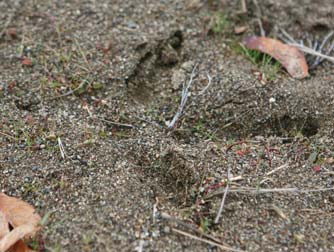 Wild turkey track